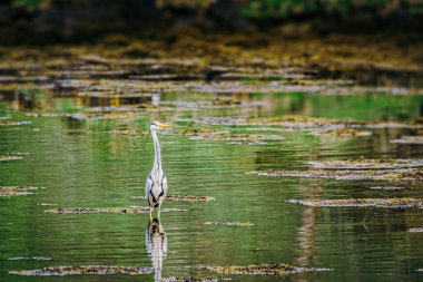 A lone herron standing in a pond in Argyll, Scotland clipart