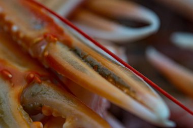 Mavi plastik bir kabın içinde taze turuncu İskoç Langoustines yakın çekim, ayrıntılı dokuları ve canlı renkleri sergileniyor. Deniz ürünleri, mutfak sunumları ve balıkçılık endüstrisi görselleri için mükemmel.. 