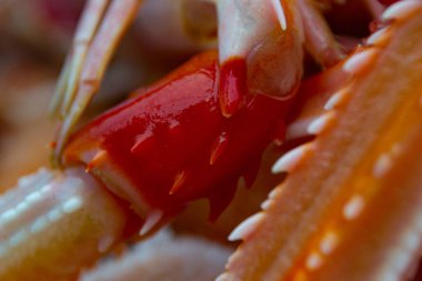 Mavi plastik bir kabın içinde taze turuncu İskoç Langoustines yakın çekim, ayrıntılı dokuları ve canlı renkleri sergileniyor. Deniz ürünleri, mutfak sunumları ve balıkçılık endüstrisi görselleri için mükemmel.. 