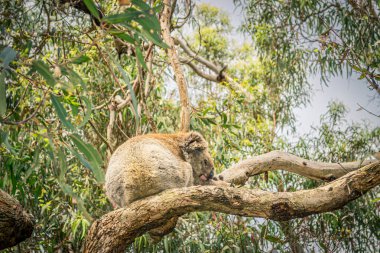 Serin bir koala, Avustralya okaliptüs ormanında yemyeşil yapraklarla çevrili bir dala nazikçe uzanır..