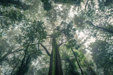 Dorrigo Ulusal Parkı 'ndaki Ficus watkinsiana ya da Watkins Fig kulesinin gövdesi birbirine dolanmış köklerle oluşmuştur. Avustralya astropikal yağmur ormanlarında doğanın sessiz gücünün çarpıcı bir örneği.