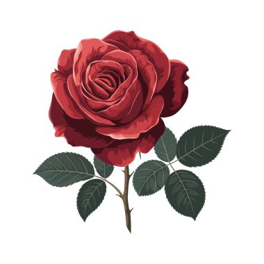 Beyaz arka planda yaprakları olan güzel kırmızı bir gül. Vektör illüstrasyonu.
