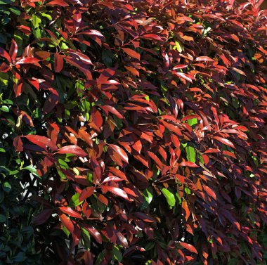 Parktaki karanlık sokakta.