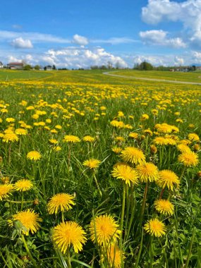 Mavi Gök Altında Sarı Karahindiba Tarlası ve Baharda Beyaz Bulutlar. Yeşil bir tarlada açan canlı sarı karahindibalar, açık mavi bir gökyüzünün altında, beyaz kabarık bulutlar, canlı bir bahar mevsimi yaratıyor.