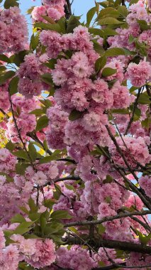 İlkbaharda çiçek açan pembe kiraz ağacı. Zarif taç yaprakları ve yemyeşil yapraklarla dolu canlı pembe kiraz çiçeklerinin yakın çekimi. Dallar çiçek kümeleriyle dolu.