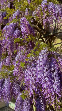 Gün ışığında çiçek açan Wisteria Vines. Artan mor çiçek kümeleriyle çiçek açmış muhteşem salkımlar. Güneş ışığı, çiçeklerin canlı renklerini vurgular ve güzel bir görüntü oluşturur.
