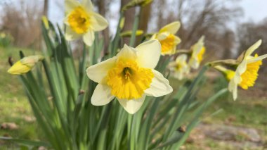 Bir Bahar Bahçesi 'nde Çiçek açan sarı nergislerin yakın çekimi. Güzel, sarı nergisler halka açık parkta çiçek açıyor. Baharın doğaya gelişini işaret ediyor..