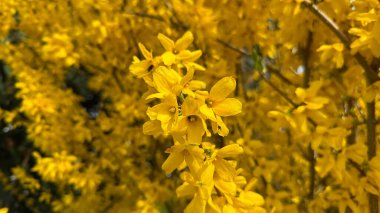 Canlı Sarı Forsythia Çiçekleri Tam Açan Bahar Güzelliği 'ni sergiliyor. Odak noktasında parlak sarı forsythia çiçekleri, yenilenme ve doğal zarafetle bahar ateşinin canlı atmosferini yakalıyor.