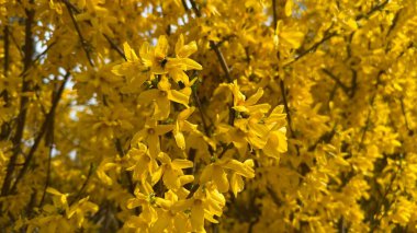 Tam Bahar Çiçeği 'nde Forsythia Bush' ta Parlak Sarı Çiçekler. Bahar zamanı çiçek açan bir Forsythia çalısı üzerinde canlı sarı çiçekler. Görüntü taze, canlı ve neşeli bir atmosfer taşır.