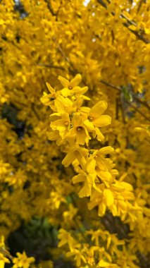 Güneşli bir bahar gününde, canlı sarı Forsythia çiçeklerine yakın çekim. Parlak sarı çiçekler güneş ışığı altında tam ihtişam içinde açar. Baharın canlılığını simgeler. Güzel bir doğa gösterisi.