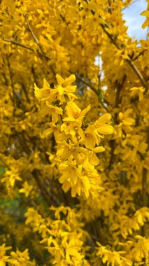Altın sarısı Forsythia Çiçekleri güneşli bir bahar gününde. Parlak sarı çiçekler ilkbaharda çiçek açar, yenilenmeyi ve canlı mevsimsel enerjiyi simgeler..