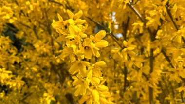 Canlı Sarı Forsythia Çiçekleri Bahar sezonunda Çiçek Açtı. Parlak sarı forsythia çiçeklerinin canlı bir görüntüsü baharın gelişini simgeliyor. İdeal bir temsil