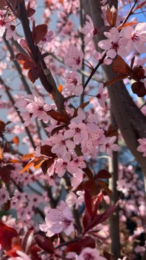 Canlı Pembe Kiraz Çiçeklerinin Ağaçtaki Çiçeği 'nin Yakın Çekimi. Canlı pembe kiraz çiçekleri bir ağaçta çiçek açar, zengin, narin çiçek detaylarını gösterir ve canlı bir bahar atmosferi doğal olarak yakalanır.