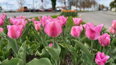 Yol kenarındaki bir parkta açan canlı pembe laleler. Bereketli pembe laleler bulutlu bir gökyüzünün altındaki yol kenarındaki bir parkta parlıyor ve canlı bir bahar havası yaratıyor..