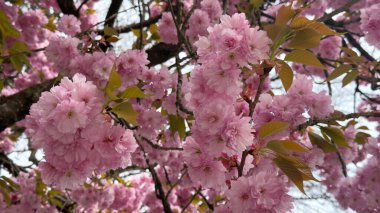 Çiçek açan kiraz çiçekleri, Japon Sakura, bahar mevsiminde canlı pembe yapraklar ve yemyeşil yapraklar sergiler, doğal güzelliğin ve yenilenmenin özünü yansıtan güzel bir manzara yaratır.