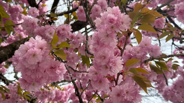 Çiçek açan kiraz çiçekleri, Japon Sakura, bahar mevsiminde canlı pembe yapraklar ve yemyeşil yapraklar sergiler, doğal güzelliğin ve yenilenmenin özünü yansıtan güzel bir manzara yaratır.