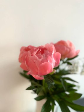 Yumuşak pembe şakayık yaprakları nazikçe açılır, zengin yeşil yapraklarla çevrili, huzurlu ve zarif bir düzenleme yaratır, doğal cazibe ve tazelikle her yeri aydınlatmak için mükemmeldir.