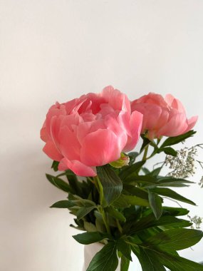 Şakayıkların yumuşak pembe taç yaprakları temiz bir arkaplanda canlı bir şekilde açar, yemyeşil yapraklar çiçekleri çerçeveler, narin ışık güzelliklerini güçlendirir, sakin ve davetkar bir atmosfer yaratır.