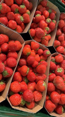 Market vitrinindeki karton tepsilerde taze çilekler. Parlak ve taze çilekler, canlı kırmızı renklerini ve yeşil bluzlarını sergiliyorlar. Pazarlar ve yiyecekler için ideal.