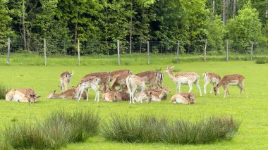Geyik Otlatma ve Dinlenme Grubu Yeşil Çayırda. Çitlerle çevrili, yemyeşil ağaçlarla çevrili çimenli bir çayırda eğlenen çoklu geyik manzarası. Mükemmel bir sunum