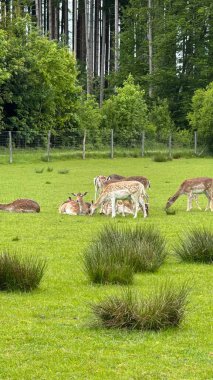 Fallow Geyiği Orman Arkaplanı ile dolu bir tarlada dinleniyor. Bir grup durgun geyik yemyeşil bir çayırda dinleniyor ve otlanıyor. Ağaçlar ve ahşap çitler buna doğal ve sakin bir zemin ekler.