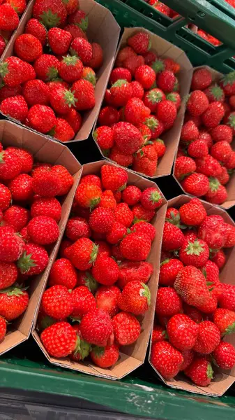 Taze Olgun Çilekler Çevre Dost Canlısı Karton Paketleme Sergisi Hazırlandı. Çevre dostu karton kaplarda sergilenen canlı ve sağlıklı olgun çilekler, doğal tazeliği vurguluyor.