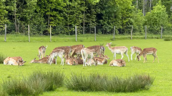 Geyik Otlatma ve Dinlenme Grubu Yeşil Çayırda. Çitlerle çevrili, yemyeşil ağaçlarla çevrili çimenli bir çayırda eğlenen çoklu geyik manzarası. Mükemmel bir sunum