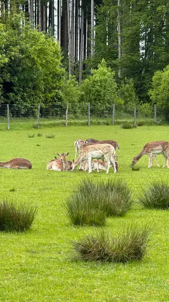Fallow Geyiği Orman Arkaplanı ile dolu bir tarlada dinleniyor. Bir grup durgun geyik yemyeşil bir çayırda dinleniyor ve otlanıyor. Ağaçlar ve ahşap çitler buna doğal ve sakin bir zemin ekler.