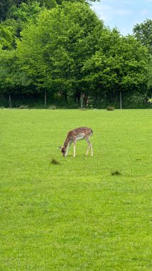 Geyik, arka planda ormanlı yemyeşil bir çayırda otluyor. Yoğun ağaçlarla çevrili uçsuz bucaksız yeşil bir alanda huzur içinde otlayan bir geyiğin huzurlu bir anını yakalıyorum. Huzurlu sahne