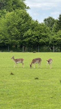 Orman yakınlarındaki Yeşil Çayırda otlayan Geyik Sürüsü. Bereketli yeşil bir tarlanın ortasında, üç geyik huzur içinde otluyor. Uzun, sık orman ağaçlarının arasında, sükuneti resmediyor.