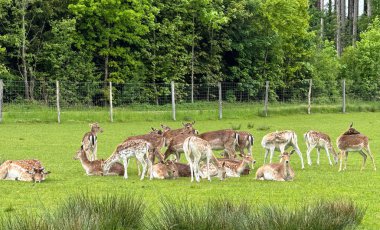 Bir grup Geyik Ağaçlar ve Eskrim ile çevrili yeşil bir alanda dinleniyor. Geyikler yemyeşil otlar ve çevresindeki ormanlarla huzurlu ve doğal bir uyum hissi uyandıran sakin bir çayırda toplanırlar..