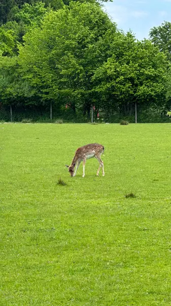 Geyik, arka planda ormanlı yemyeşil bir çayırda otluyor. Yoğun ağaçlarla çevrili uçsuz bucaksız yeşil bir alanda huzur içinde otlayan bir geyiğin huzurlu bir anını yakalıyorum. Huzurlu sahne
