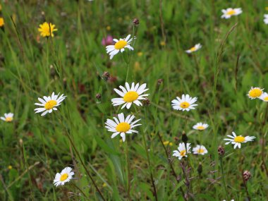 Vahşi Papatya Tarlası Doğal Çayırda Çiçek açıyor. Çiçek açan beyaz ve sarı papatyalar ve dağınık kır çiçekleri ile bezenmiş yemyeşil çayır, barışçıl doğayı ve çevreyi temsil ediyor.