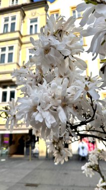 Beyaz manolya çiçekleri, bahar mevsiminde doğal güzelliklerini ve zarafetlerini sergilerler. Doğanın yenilenmesinin özünü yansıtan çarpıcı bir görüntü yaratırlar.