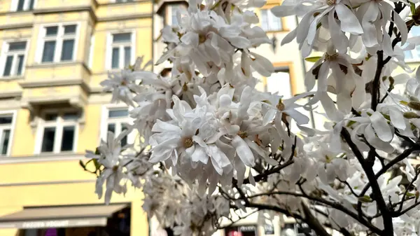 Ağaç dallarında beyaz çiçekler açar, çevre kentsel mimariyle güzel bir tezat yaratır, şehir ortamında zarafet sergiler, çevre cazibesini arttırır.
