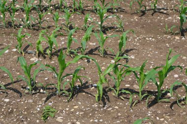 Genç Mısır Bitkileri Parlak Güneş Işığı Altında Çiftlik Tarlası 'nda Büyüyorlar. Genç mısır bitkileri güneş ışığı altında iyi hazırlanmış bir tarla toprağında gelişiyor. Tarım ile ilgili kavramlar için ideal