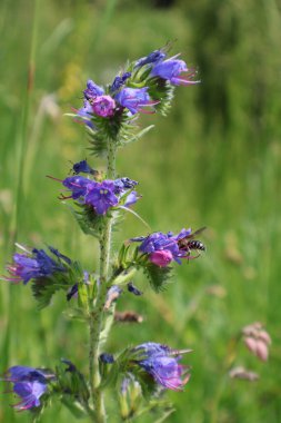 Doğa 'daki canlı bir kır çiçeğinin üzerindeki polen taşıyıcı arıya yakın çekim. Yeşil bitki örtüsüyle çevrili canlı mor bir kır çiçeğinden nektar toplayan bir arı hakkında detaylı bir görüş. Görüntü...