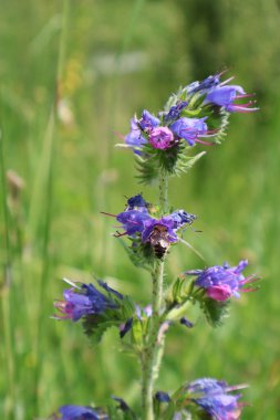 Bir çayırdaki Arı Tozlaştırıcı Mor Yabani Çiçeklerin Yakın Çekimi. Arı nektarı toplayan canlı mor kır çiçekleri, yemyeşil bir çayırda sergileniyor. Doğanın güzelliğini gösterir