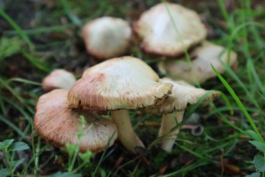 Doğal ortamdaki orman zemininde büyüyen Yaban Mantarları Kümesi. Çevrede çimenler ve toprakla çevrili doğal yabani mantarlar büyüyor. Biyolojik çeşitliliği ve doğanın güzelliğini gösterir