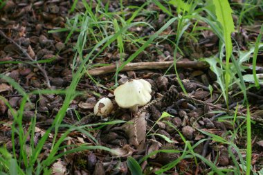 Yapraklar ve otlar arasında bir orman zemininde yetişen küçük mantarlar. Bir orman zemininde yapraklar, çimenler ve dallar arasında büyüyen iki küçük mantarın yakın çekim görüntüsü. Sahne doğal ve huzurlu bir şey çağrıştırıyor.