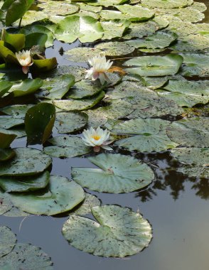 Beyaz Nilüferler ve Yeşil Zambaklı Serene Pond. Canlı yeşil nilüferlerle çevrili güzel beyaz nilüferlerin bulunduğu sakin bir gölet. Doğal, huzurlu bir sahne.