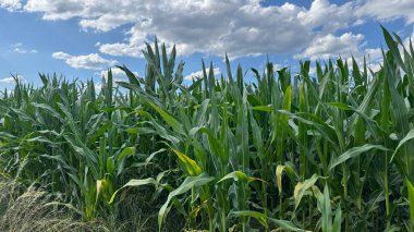 Pofuduk Beyaz Bulutlar ile Parlak Güneşli Gökyüzünün Altında Yeşil Mısır Tarlası. Verdant uzun mısır bitkileri güzel mavi bir gökyüzü altında sallanır yumuşak beyaz bulutlarla süslenir, sakin bir yaz manzarası somutlaştırır ve