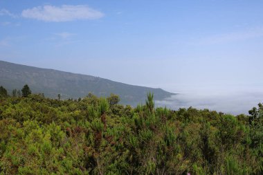 Yeşil ormanı ve ufukta bulutları olan bir dağ manzarası. Bereketli yeşil ormanı ve açık mavi gökyüzünün altında ufku kaplayan alçak bulutları olan manzaralı dağ manzarası. Huzurlu doğal manzara