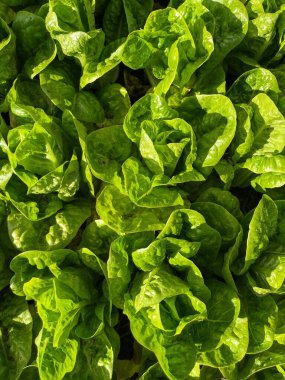 Sağlıklı ve dengeli bir diyet için arka bahçeden doğruca aile masasına taze yeşil marul.