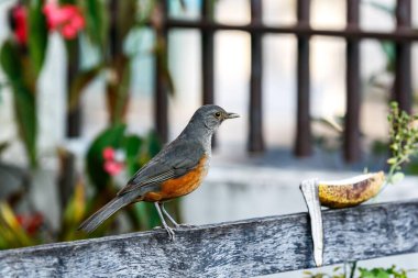 Portakal kafalı ardıç kuşu çiçek bahçesindeki çitin tepesine yerleştirilmiş yiyecek arıyor.