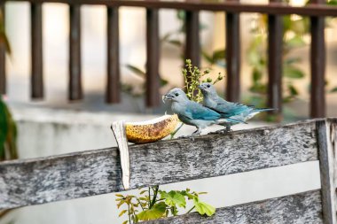 Bahçedeki çitin üzerinde muz yiyen gri tangerler.