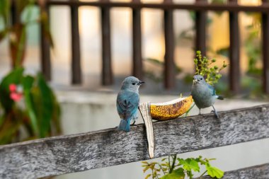 Bahçede onları cezbetmek için çitlere muz bırakılmış gri tanecikler besleniyor.