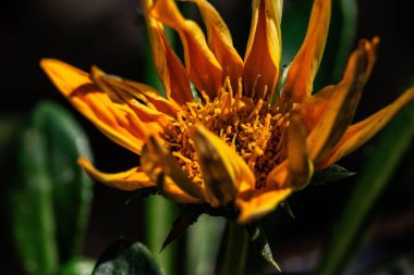 Sarı Gazania çiçeği, gün doğumuyla yapraklarını aydınlatıyor ve canlı ayrıntıları ortaya çıkarıyor.