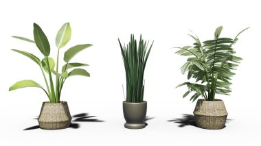 Kırpma yolu ile beyaz arkaplanda izole edilmiş bitkinin 3B dijital canlandırmasıName.