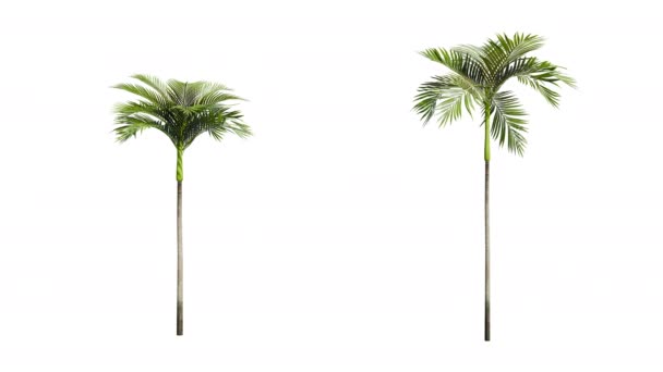 Isolated Realistic Palm Tree Wind Black Background Transparent Cut Out — Stock Video